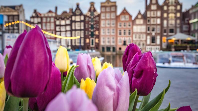 Tulppaanit Amsterdamissa