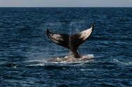 เทศกาลชมวาฬและสัตว์น้ำ Two Oceans Hermanus Whale Festival
