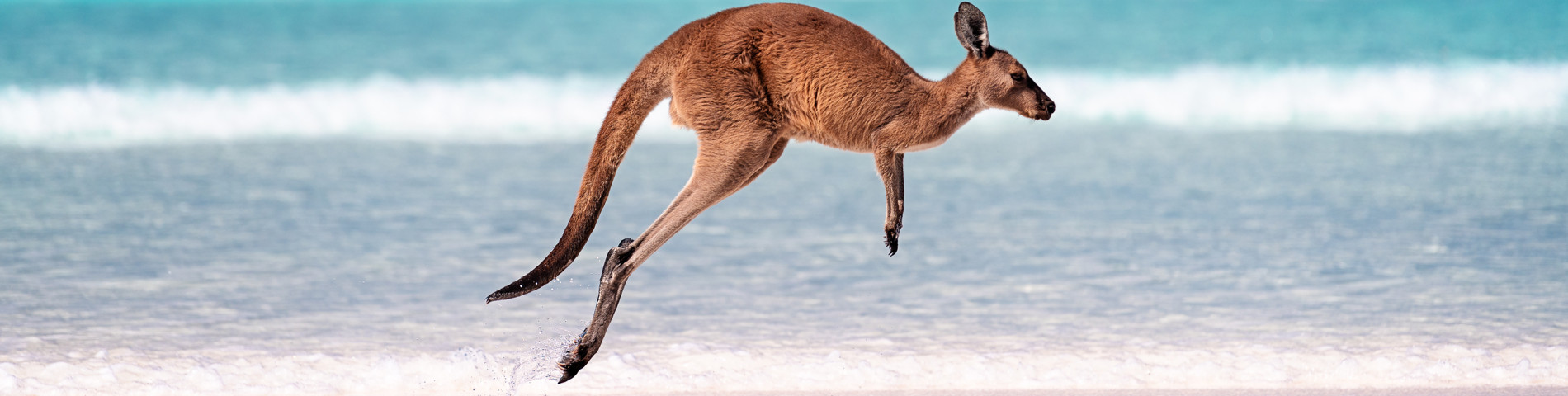 Australia - Inne egzaminy