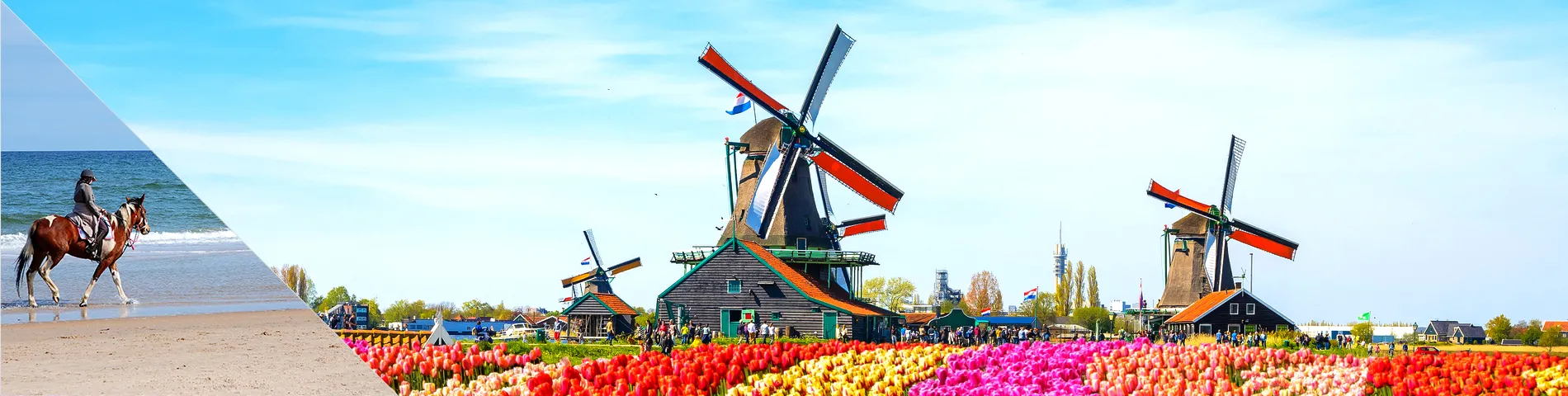Paesi Bassi - Olandese & Equitazione