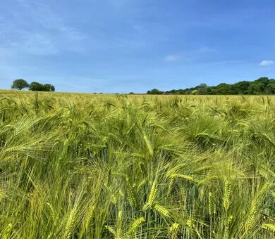 Influent, Maidenhead Influent, Maidenhead