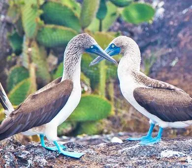Instituto Superior de Español, Galapagos-Inseln