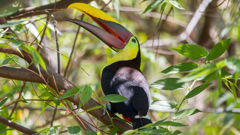 Uccelli