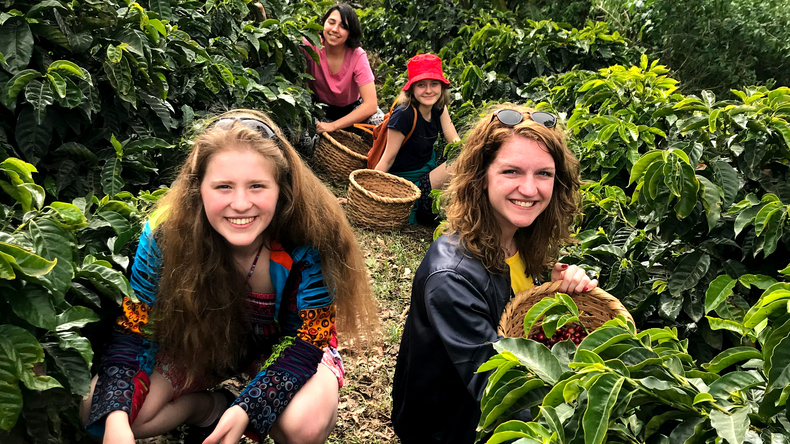 Innhøsting av Coronado-kaffe