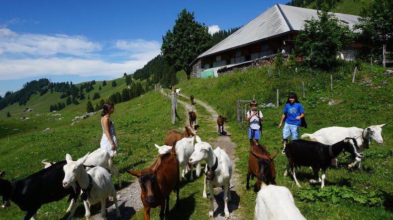 Goats 