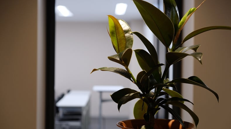 Klasseværelse med potteplante