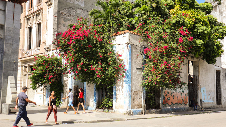 الدراسة في هافانا