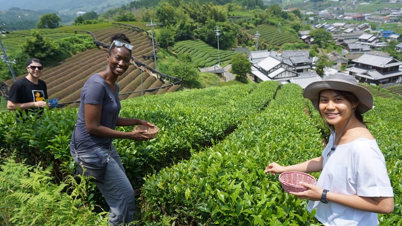 Tea farm excursion