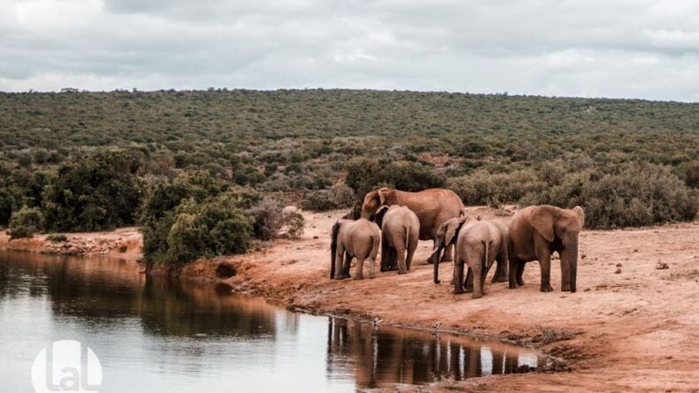 Safari en elefante