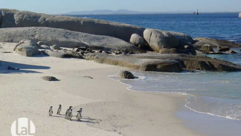 Boulders beach
