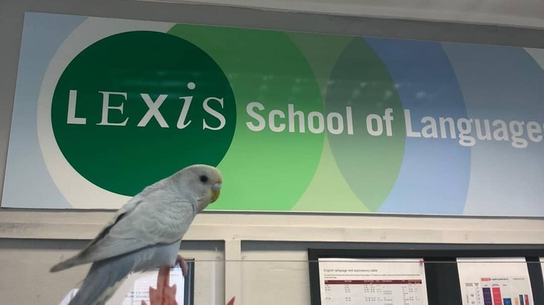 Studerer på Lexis School of English