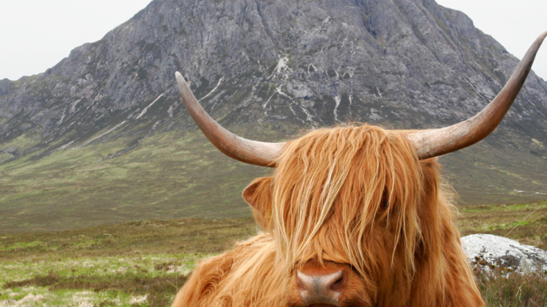 Skót-felföldi marha