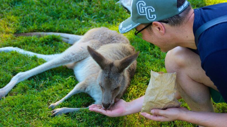 Kangaroo