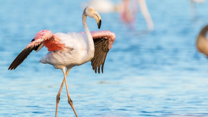 Flamingók