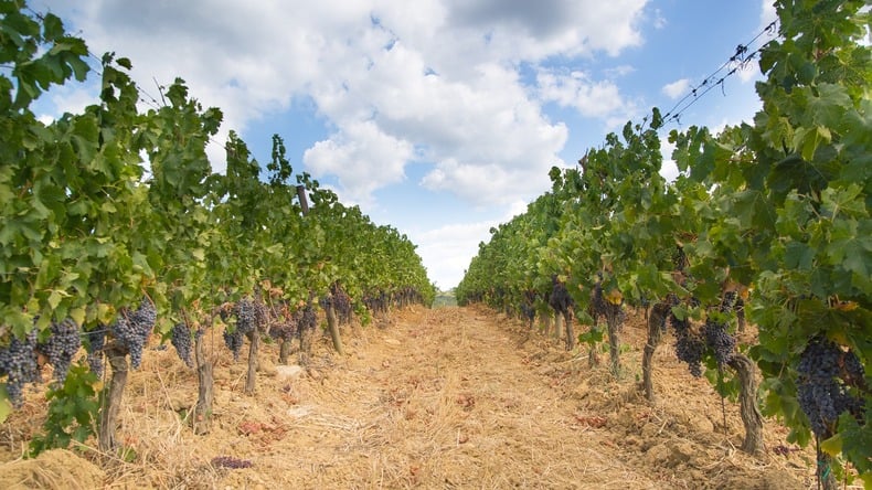 Vineyard