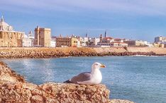 热门地区: 卡迪斯 (城市缩略图)