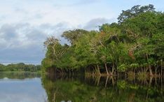 Legnépszerűbb célállomások: Amazon dzsungel (A város kicsinyített nézete)