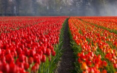 Legnépszerűbb célállomások: Hollandia (A város kicsinyített nézete)